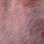 zhivotnoe-Animal fur textures (112)