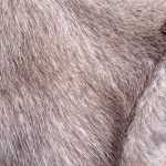 zhivotnoe-Animal fur textures (12)