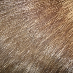 zhivotnoe-Animal fur textures (131)