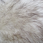 zhivotnoe-Animal fur textures (135)
