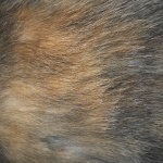 zhivotnoe-Animal fur textures (139)