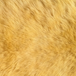 zhivotnoe-Animal fur textures (46)