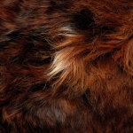 zhivotnoe-Animal fur textures (51)