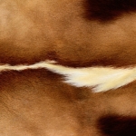 zhivotnoe-Animal fur textures (58)