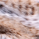 zhivotnoe-Animal fur textures (8)